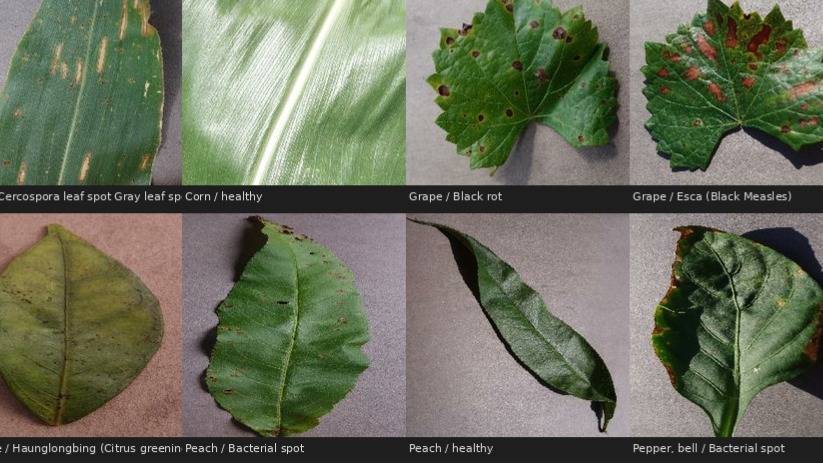 PlantVillage Disease Classification